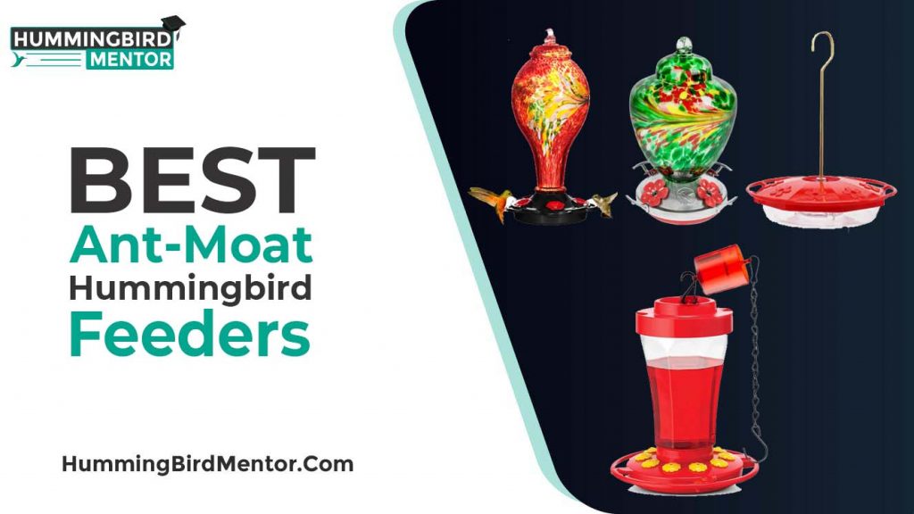The 5 Best Hummingbird feeders with Ant Moat 2024 by Hummingbird Mentor