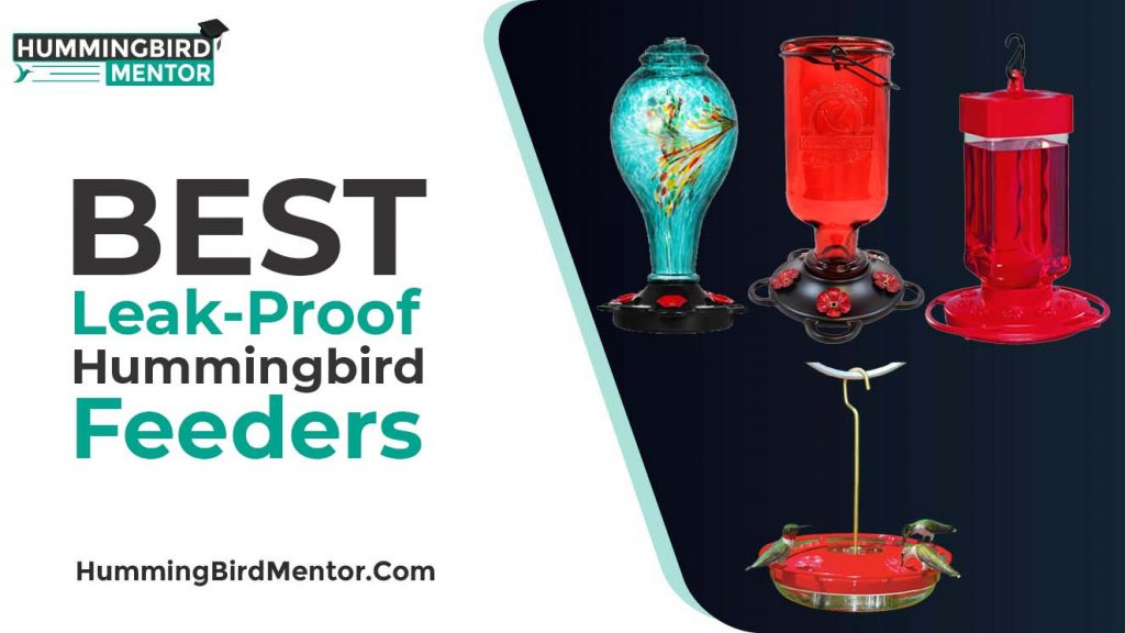 Best Leak Proof hummingbird feeders 2021