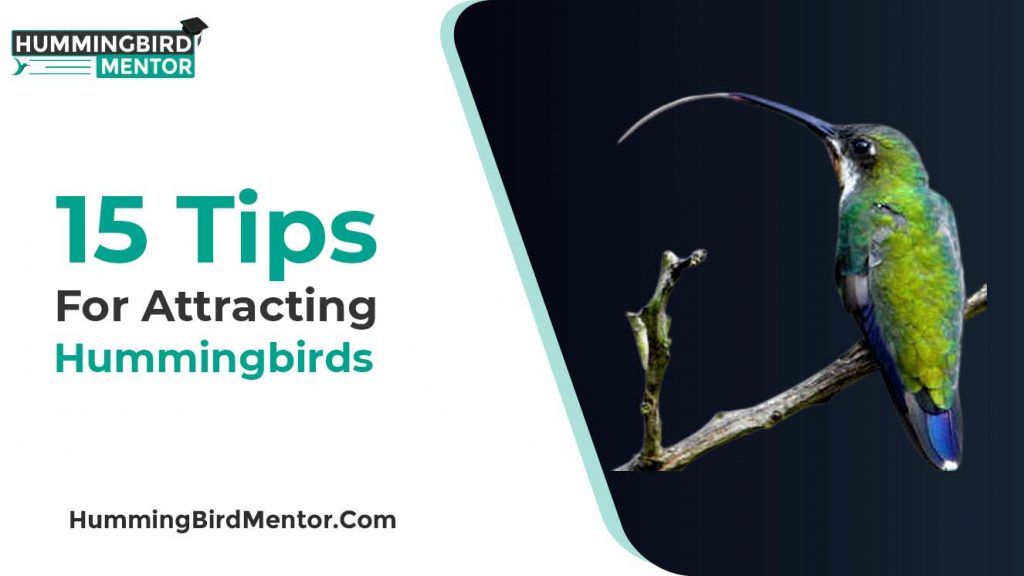 15 tips for attracting hummingbirds