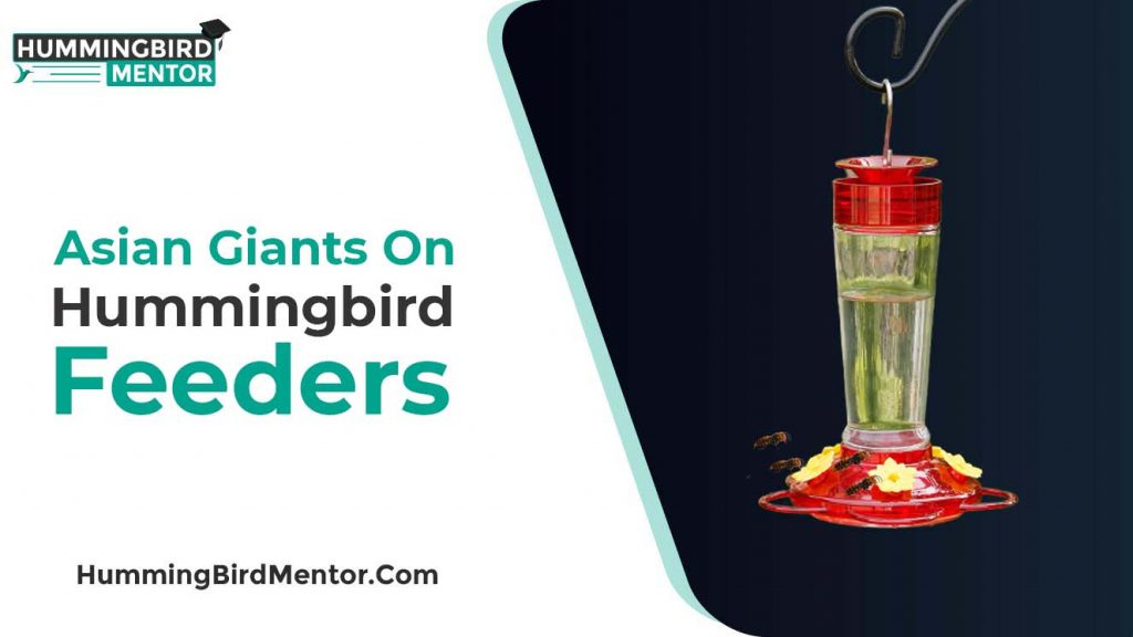 Asian Giants on Hummingbird feeders