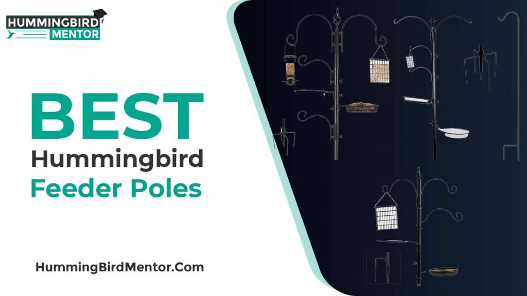 Best hummingbird feeder poles