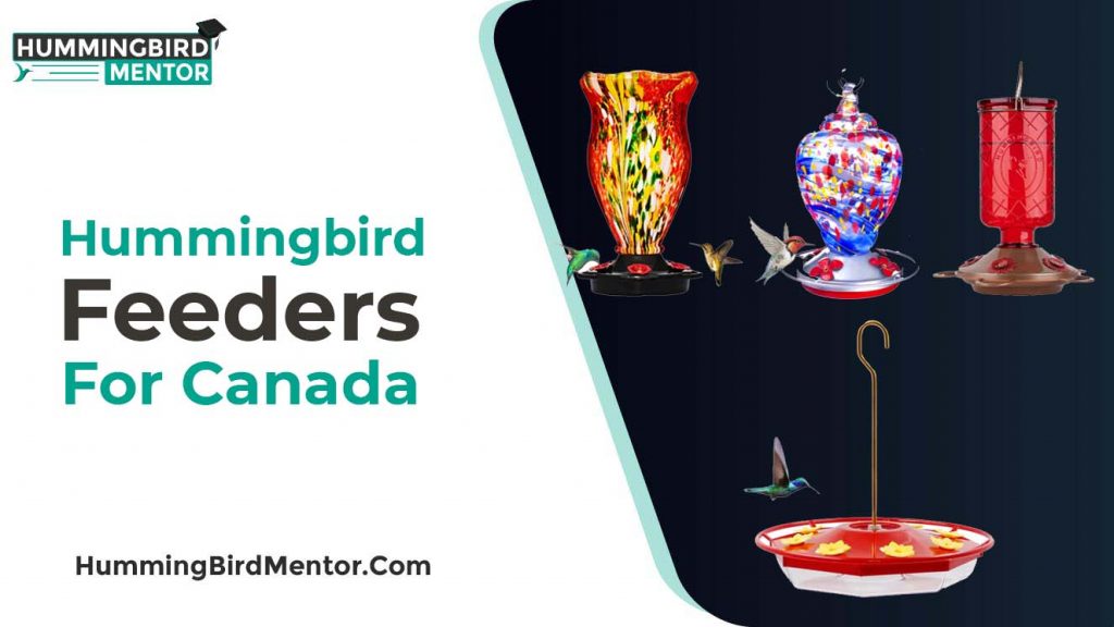 Best hummingbird feeders for Canada2021