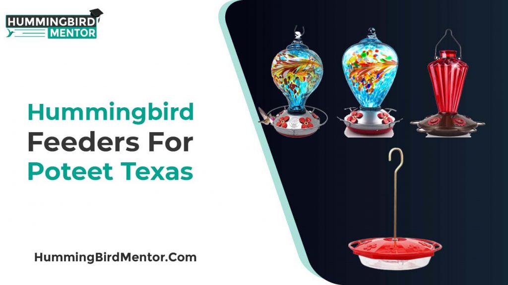 Best hummingbird feeders for poteet texas 2021