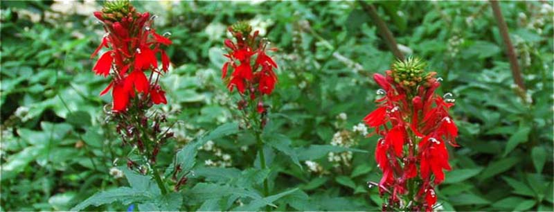 Cardinal Flower plant1
