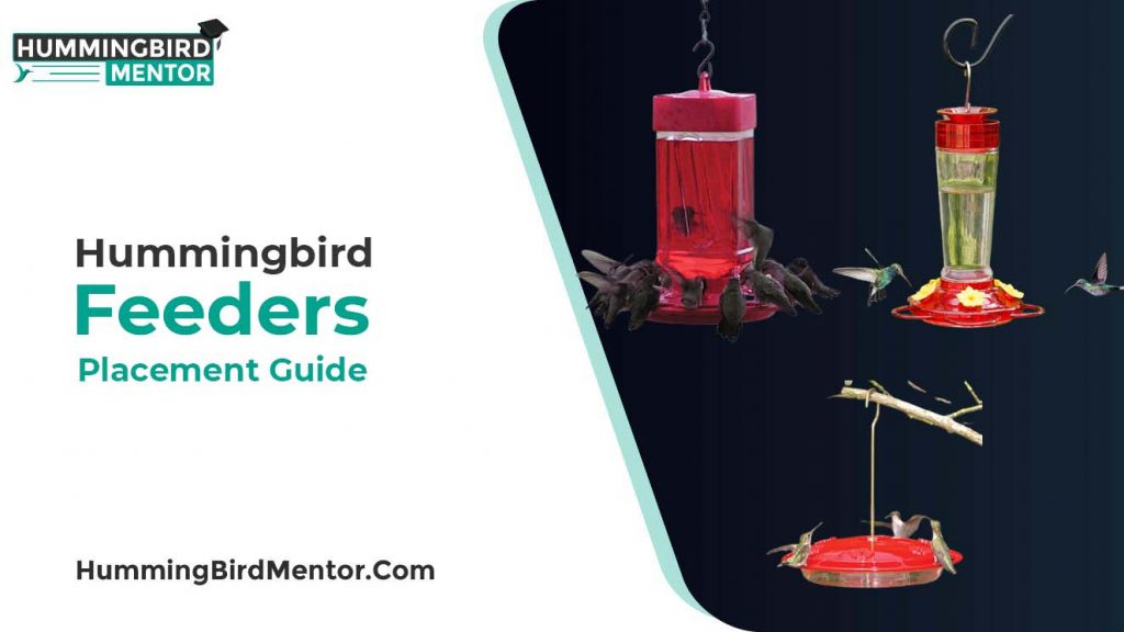 Hummingbird feeders placement guide