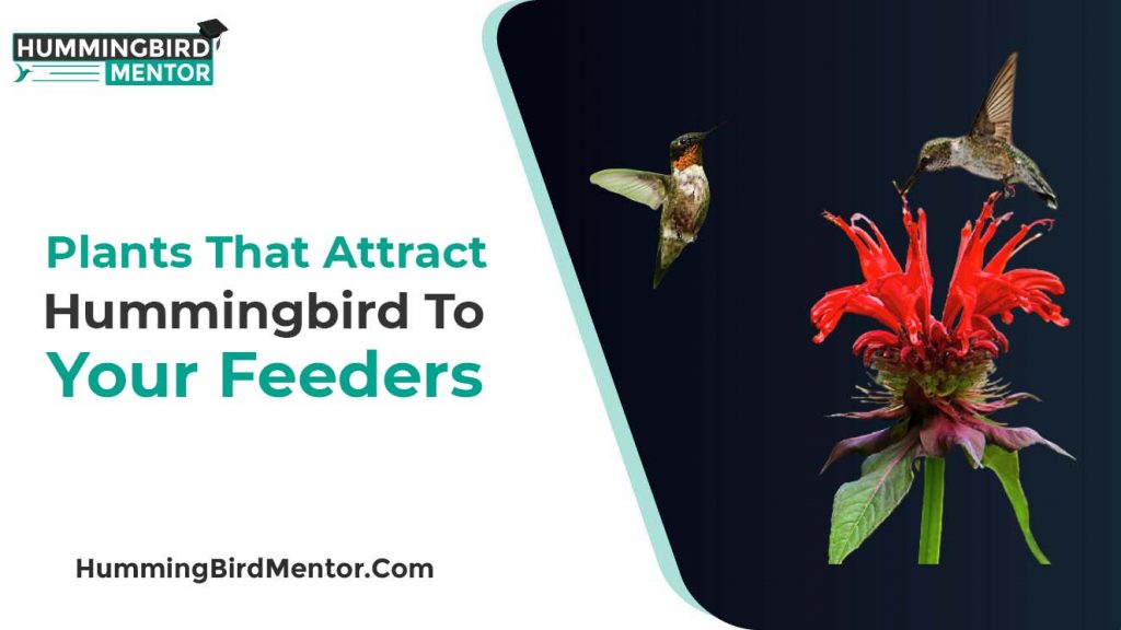 Plants that attract the hummingbirds to your feeders