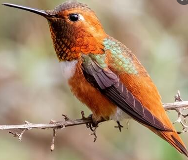 Allen's hummingbirds 7