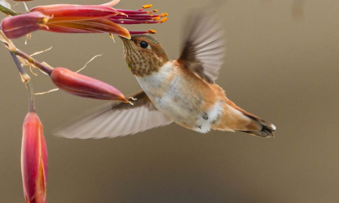 Allen's hummingbirds facts