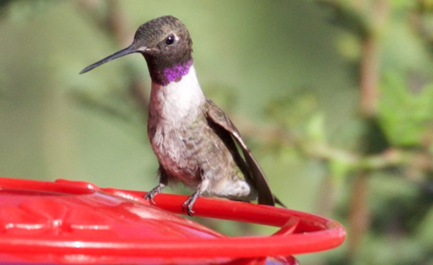 black-chinned hummingbird feeders