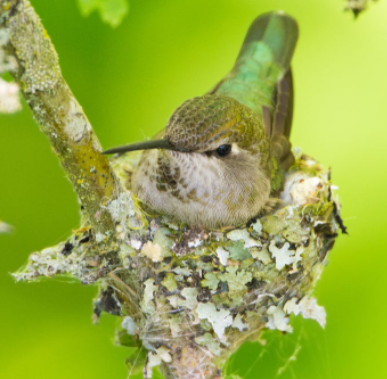 black-chinned hummingbird nest