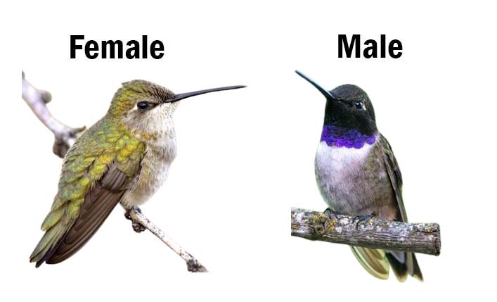 female and male black-chinned hummingbird