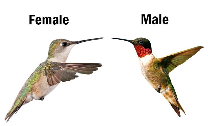 female and male ruby throated hummingbird