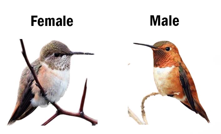 female and male rufous hummingbirds 05