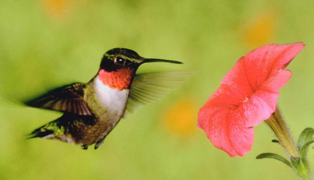 hummingbird in summer