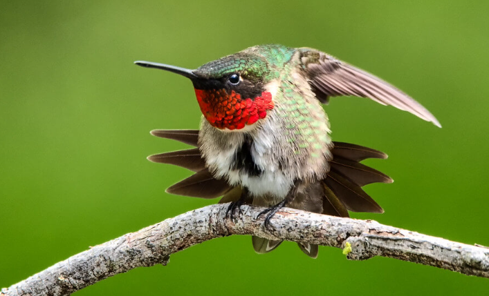 hummingbird migration15