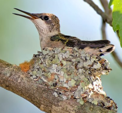 hummingbird neets093
