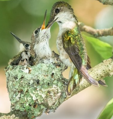 ruby throated hummingbird nesting
