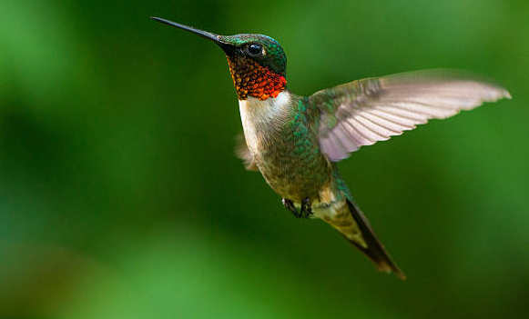 ruby throated hummingbirds1