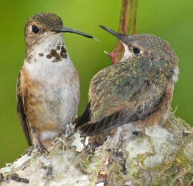 rufous hummingbird nesting