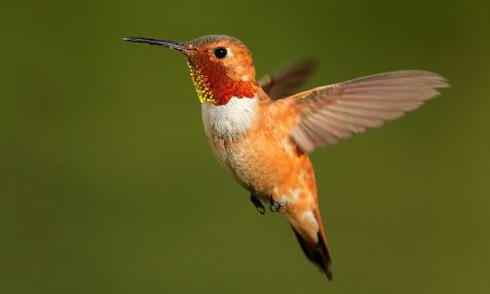 rufous hummingbirds1